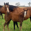 Broodmares for sale