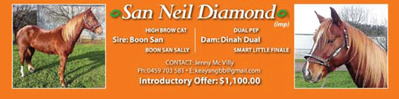 San Neil Diamond (imp)
